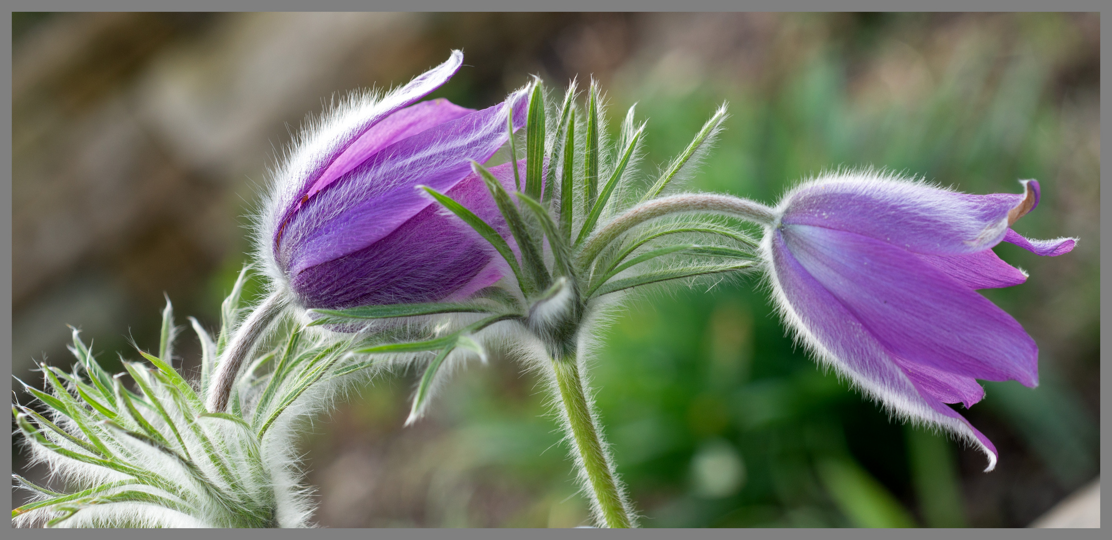 18.04.23 ##Mittwochsblümchen-Küchenschelle##