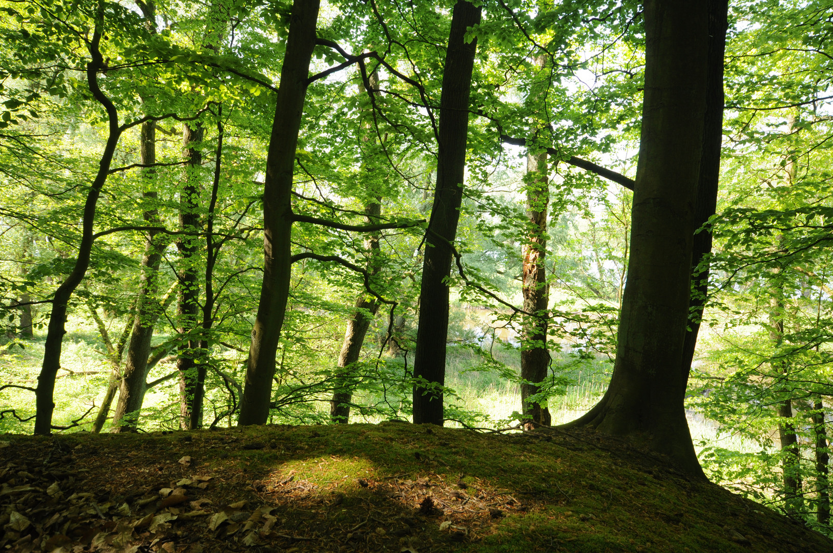 180509 - Lichtkreise im Wald, Hohes Elbufer