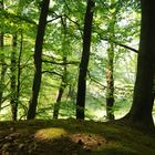 180509 - Lichtkreise im Wald, Hohes Elbufer