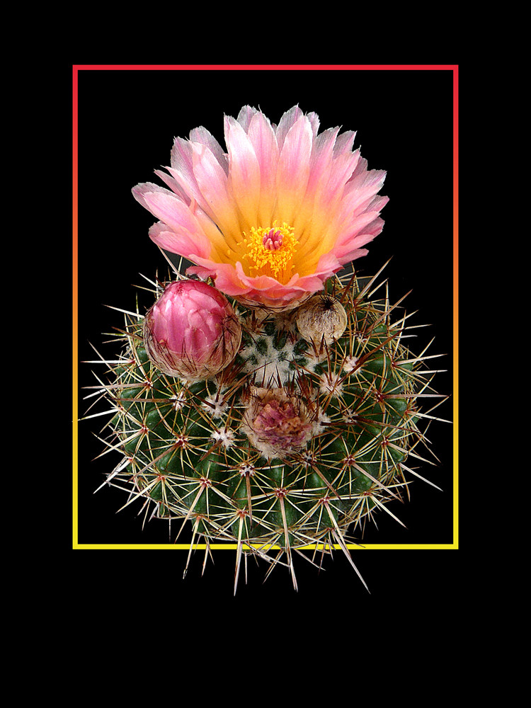 181 NOTOCACTUS