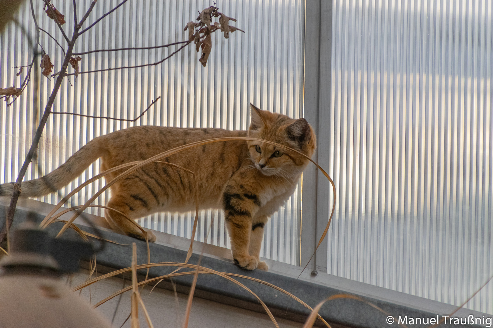 181108_Zoo_Magdeburg_0069