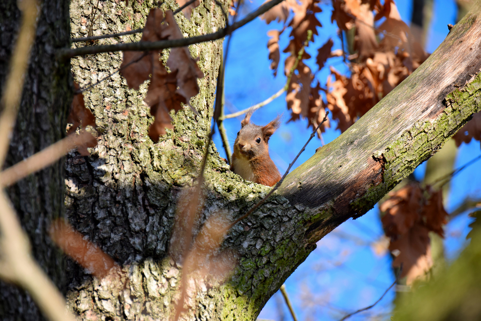 18.11.2018 Einhörnchen