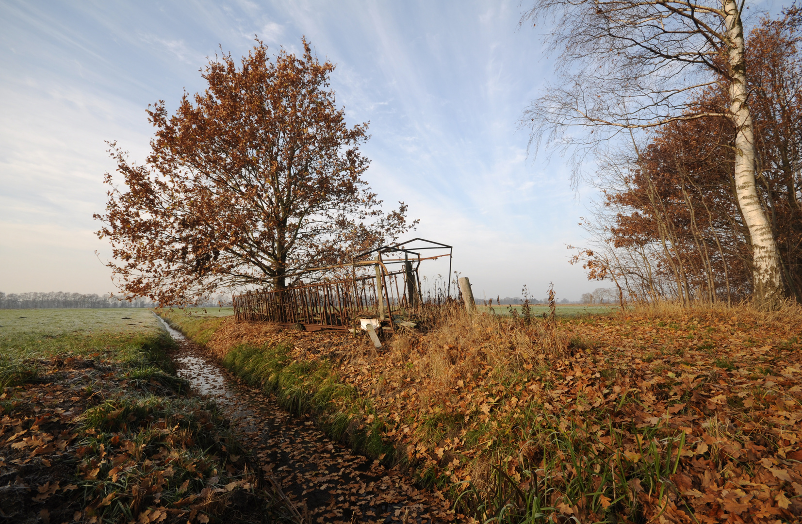 181128 - Baum im Käfig I