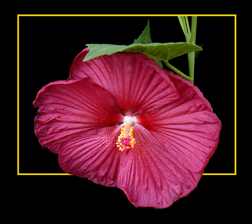 182 HIBISCUS PALUSTRIS ROSSO