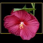 182 HIBISCUS PALUSTRIS ROSSO