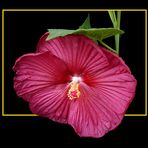 182 HIBISCUS PALUSTRIS ROSSO