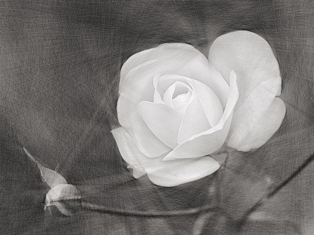 1832 ... white rose ... 