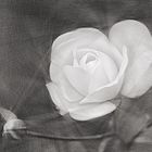 1832 ... white rose ... 