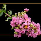 184 LAGERSTROEMIA