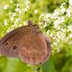 Blauugiger Waldportier (Minois dryas)