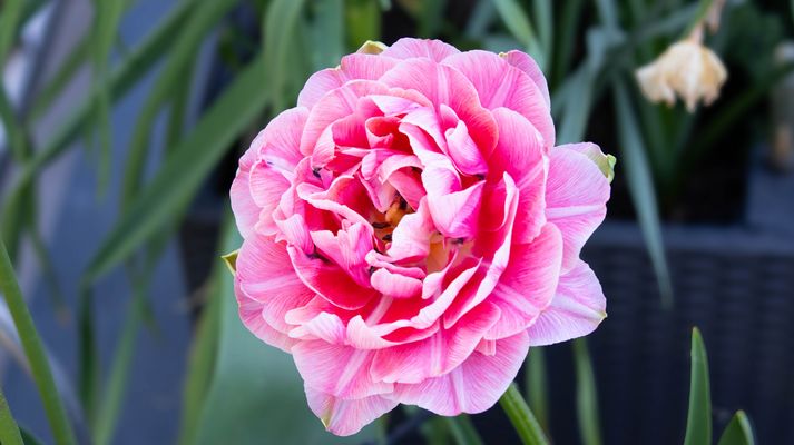 18/52 Einfach strahlend