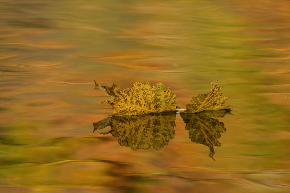 Herbst von Susanne Gnann