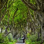 1858P Dark Hedges Nordirland Allee mit Frau auf der Walz