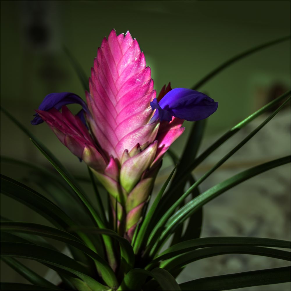 186 / 2020 - Bromelia