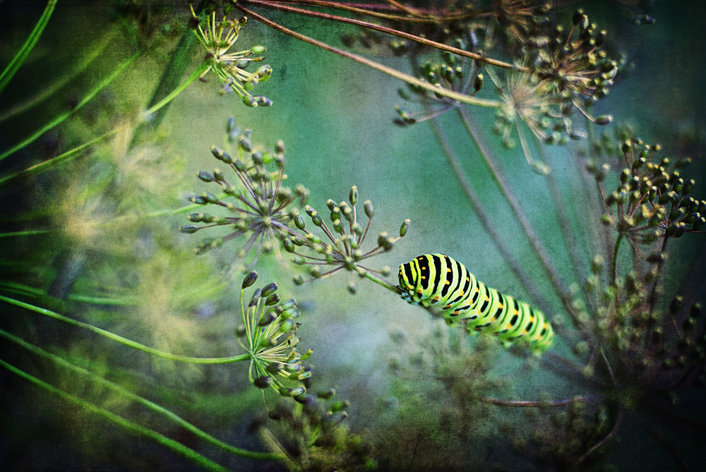 In Mutters Garten von Nubigena-Art 