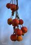 Petits fruits de Elvina Benoist-Audiau