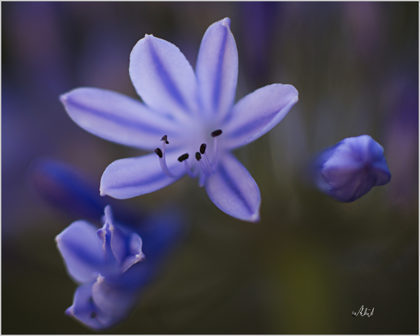 1865   ___   Agapanthus   ___