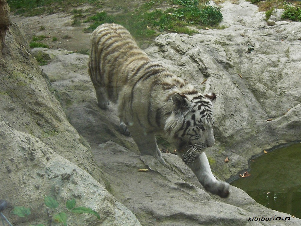 (187) weisser tiger