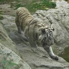 (187) weisser tiger