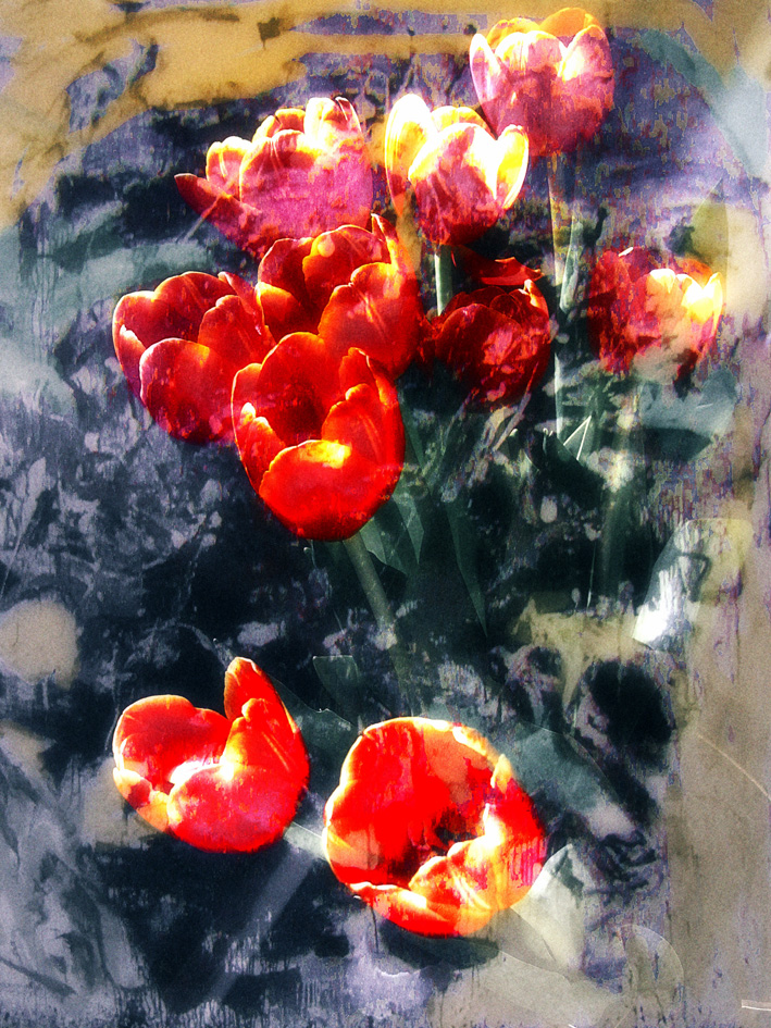 ___TULIPS___ di ann mari cris aschieri 