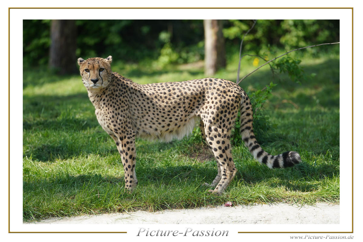 18_Gerpard-01-PP-w-1200