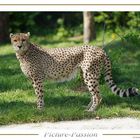 18_Gerpard-01-PP-w-1200