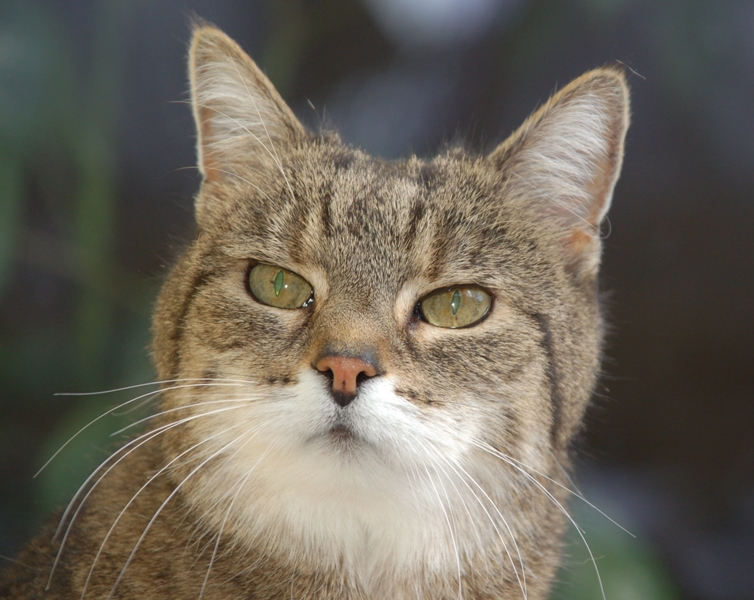 18jährige Katzenomi