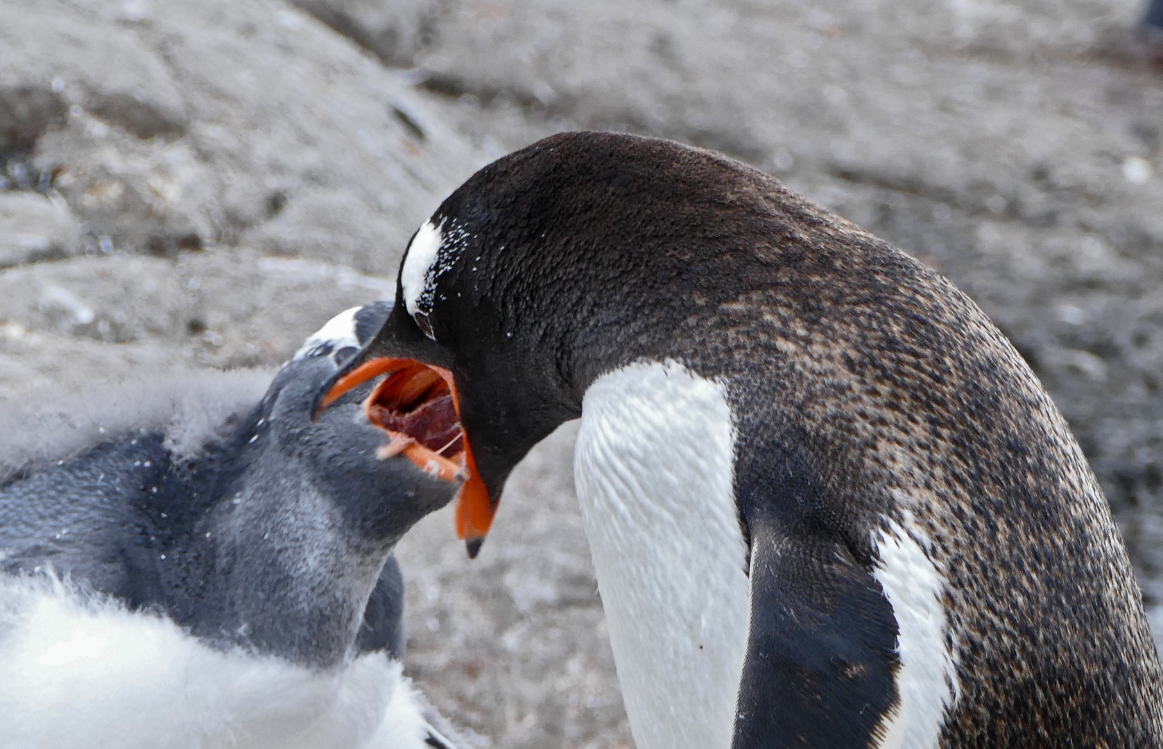 18_Port Lockroy (146)