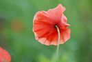 Klatschmohn