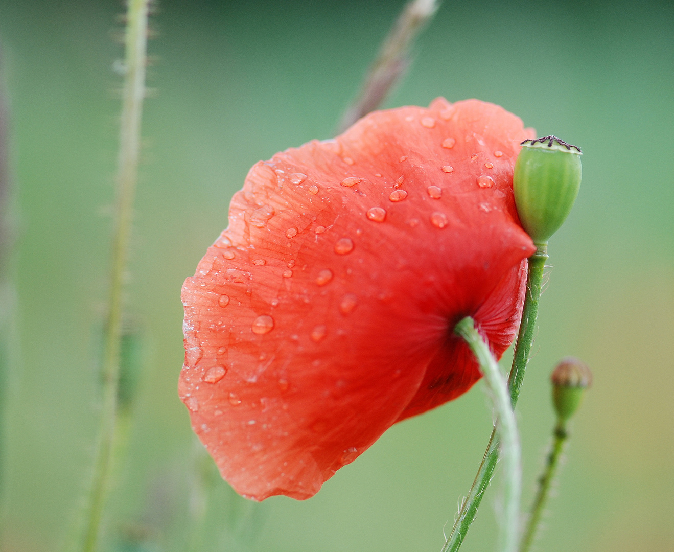 19 06 2010 Mohn Nr. 2