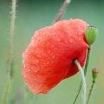 19 06 2010 Mohn Nr. 2