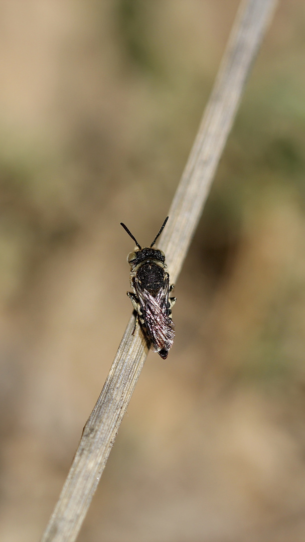 (19) Alte Bekannte: Megachile pilidens und Coelioxys afra