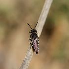 (19) Alte Bekannte: Megachile pilidens und Coelioxys afra