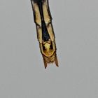 (19) Die Frühe Heidelibelle (Sympetrum fonscolombii)