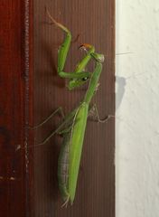 (19) Die Gemeine oder Europäische GOTTESANBETERIN (Mantis religiosa)