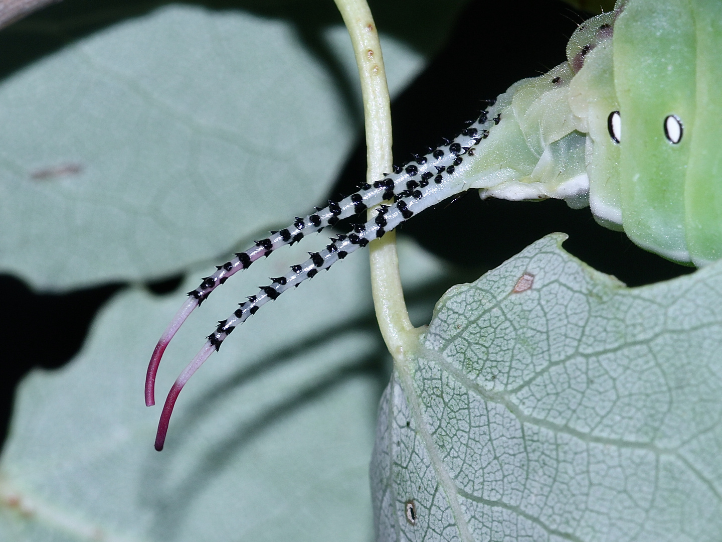 (19) Die Raupe des Großen Gabelschwanzes (Cerura vinula) - die "Gabel" der Raupe