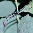 (19) Die Raupe des Großen Gabelschwanzes (Cerura vinula) - die "Gabel" der Raupe