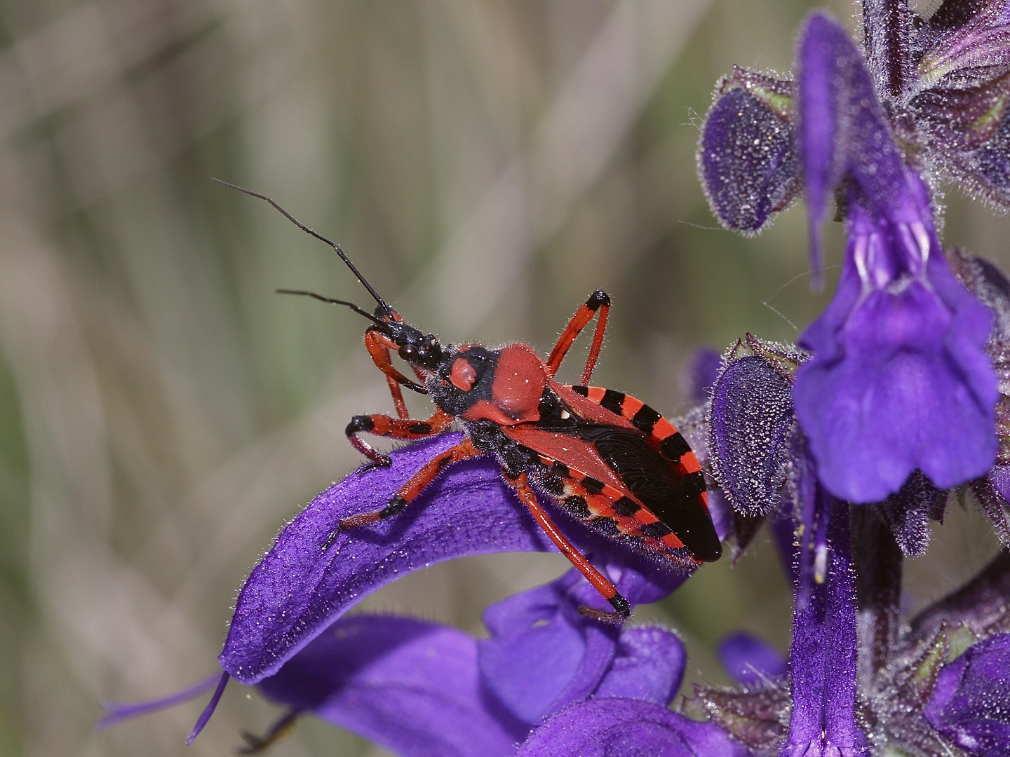 (1/9) Die Rote Mordwanze (Rhynocoris iracundus)