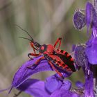 (1/9) Die Rote Mordwanze (Rhynocoris iracundus)