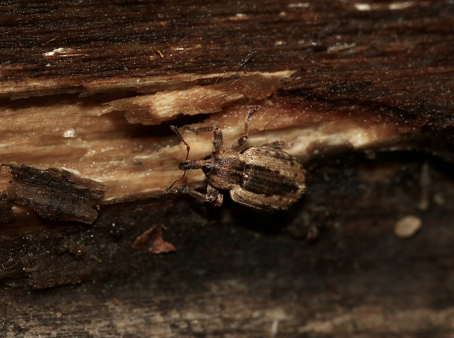 (19) Die seltene SCHORNSTEINWESPE ODYNERUS SPINIPES ...