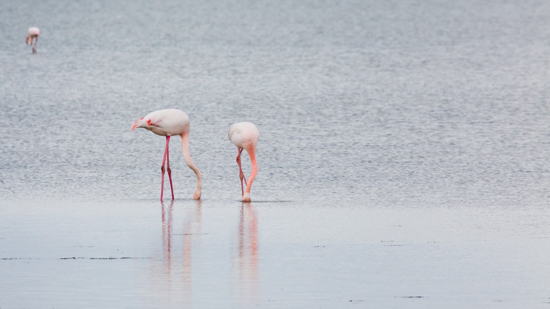 19 Flamants roses en bordure de plage