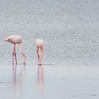 19 Flamants roses en bordure de plage