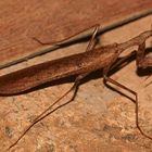 (19) Gottesanbeterinnen aus dem Krüger-Nationalpark (KNP) in Südafrika