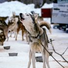 19. Internationale Schlittenhunderennen-1