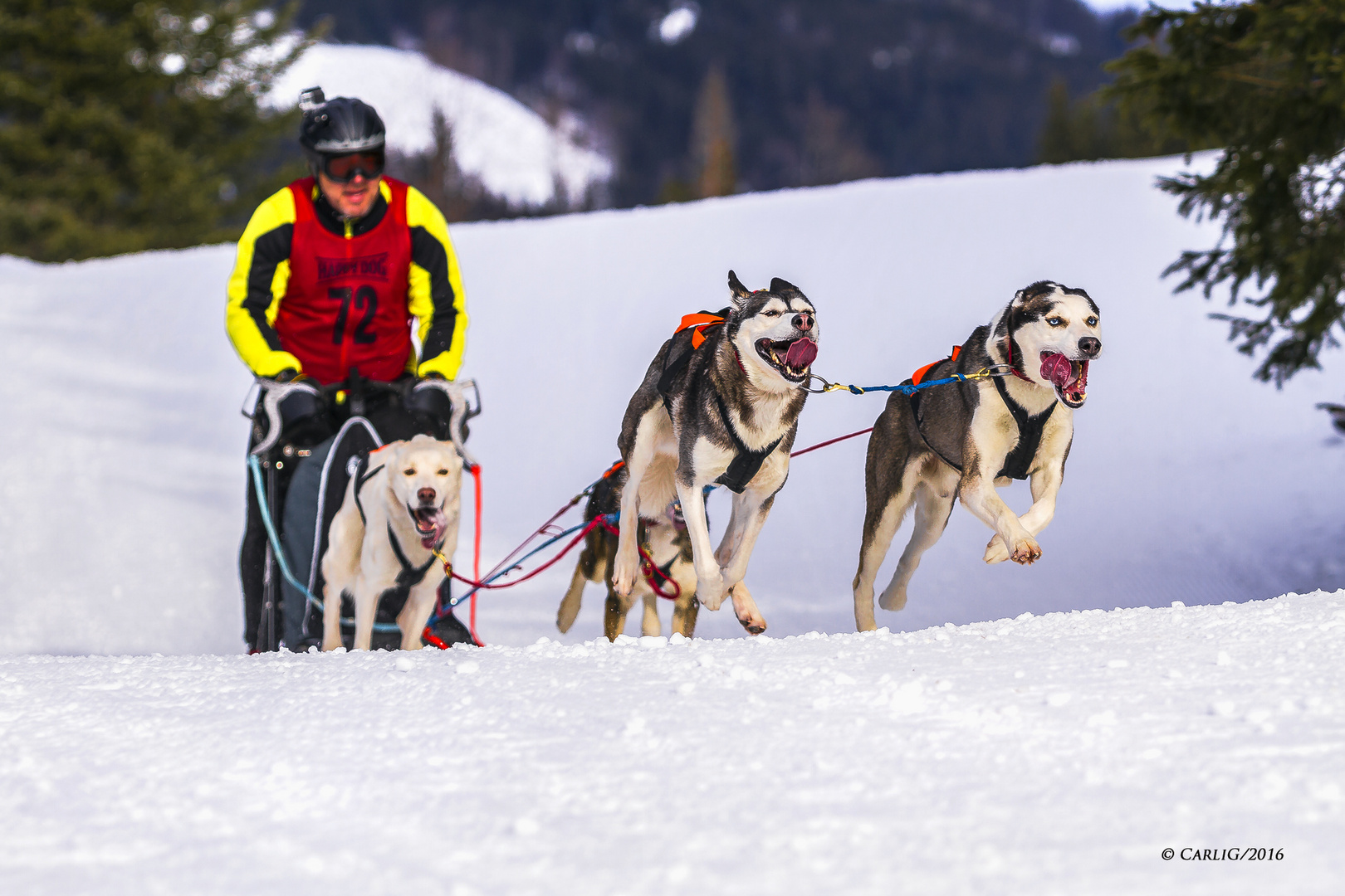 19. Internationales Schlittenhunderennen- 2