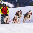 19. Internationales Schlittenhunderennen- 2