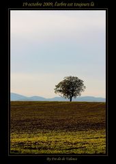 19 octobre 2009, l'arbre est toujours là