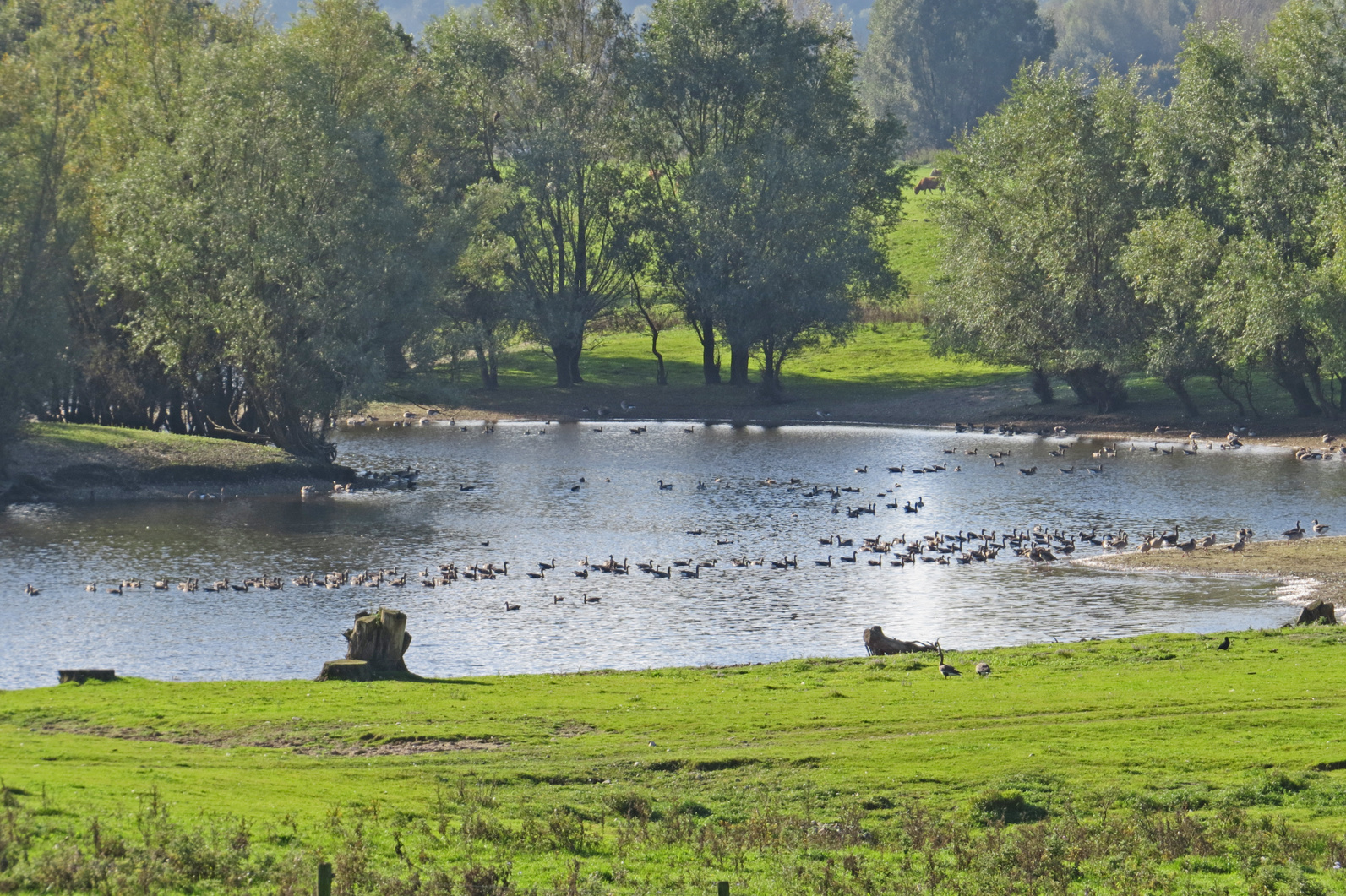 19. Oktober 2014: Am Niederrhein bei Bislich.