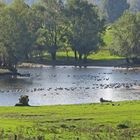 19. Oktober 2014: Am Niederrhein bei Bislich.