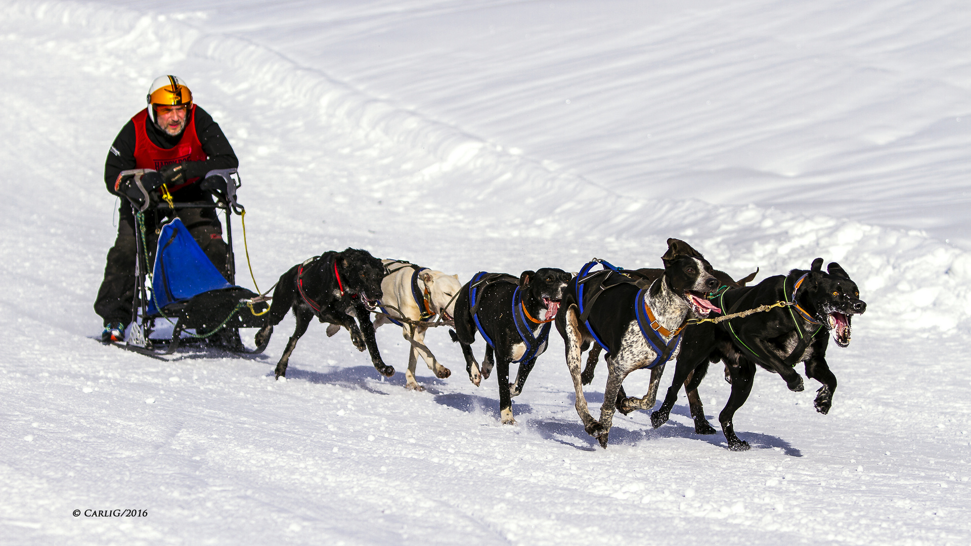 19. Schlittenhunderennen- 4